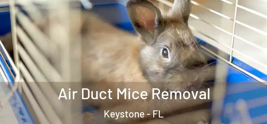 Air Duct Mice Removal Keystone - FL