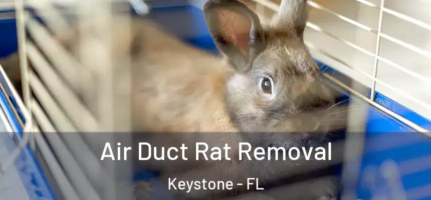 Air Duct Rat Removal Keystone - FL