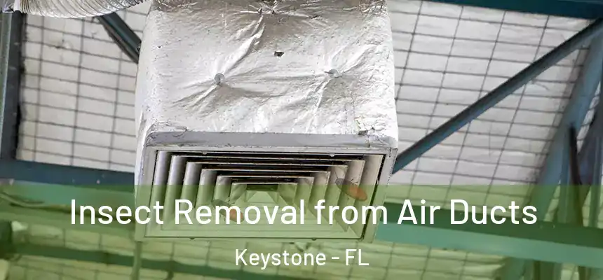 Insect Removal from Air Ducts Keystone - FL