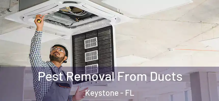 Pest Removal From Ducts Keystone - FL