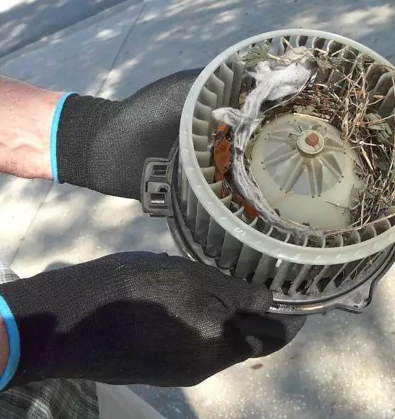 About Air Duct Mice Removal in Keystone, FL